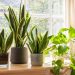 24 Best Indoor Plants for Any Room or Light Condition