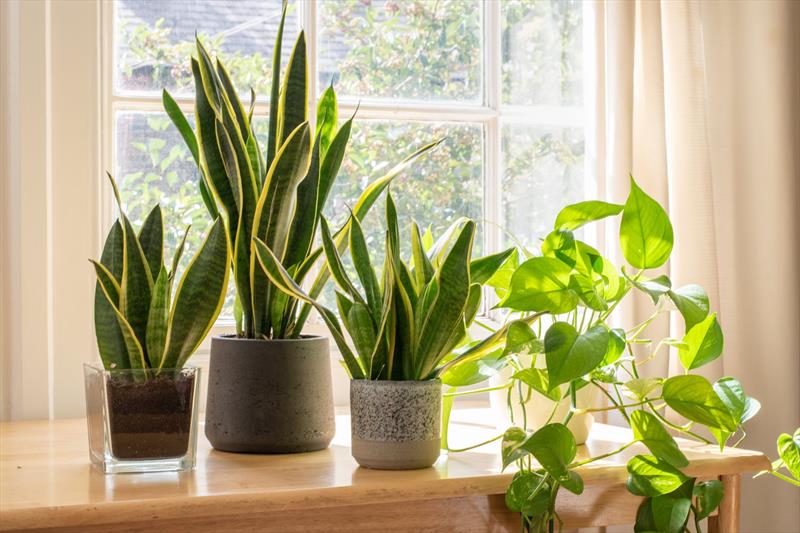 24 Best Indoor Plants for Any Room or Light Condition